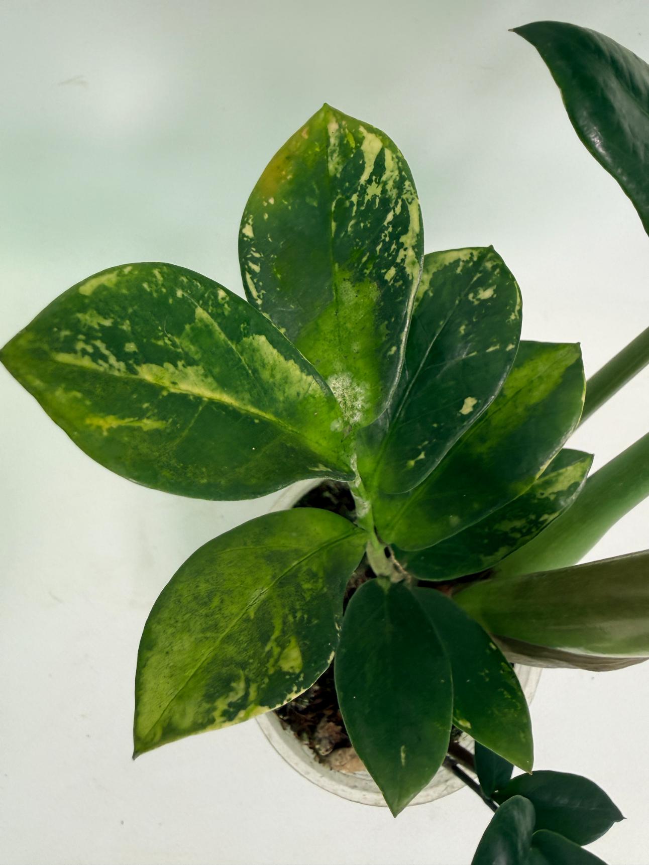 Zamiokulcas_Zamiifolia_Variegata_08