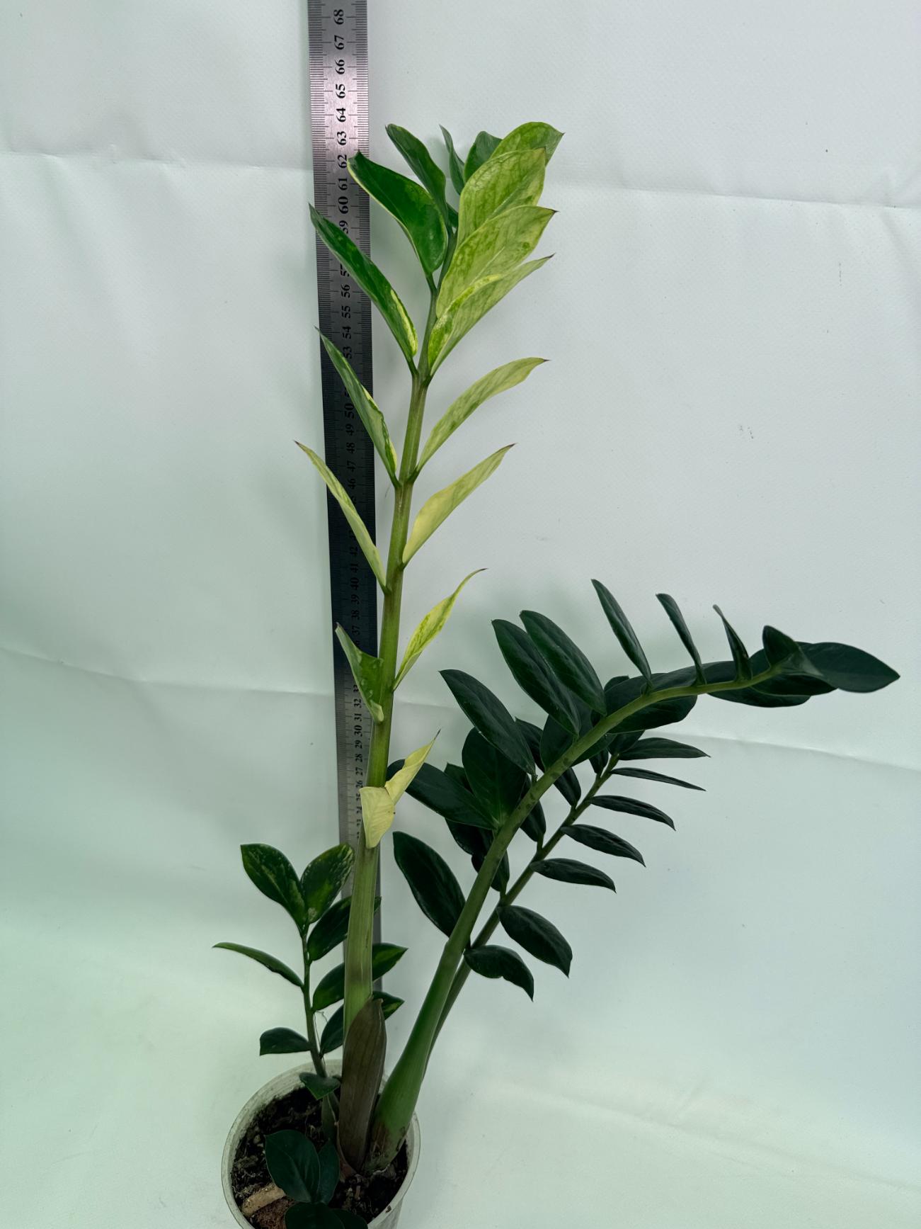 Zamiokulcas_Zamiifolia_Variegata_09
