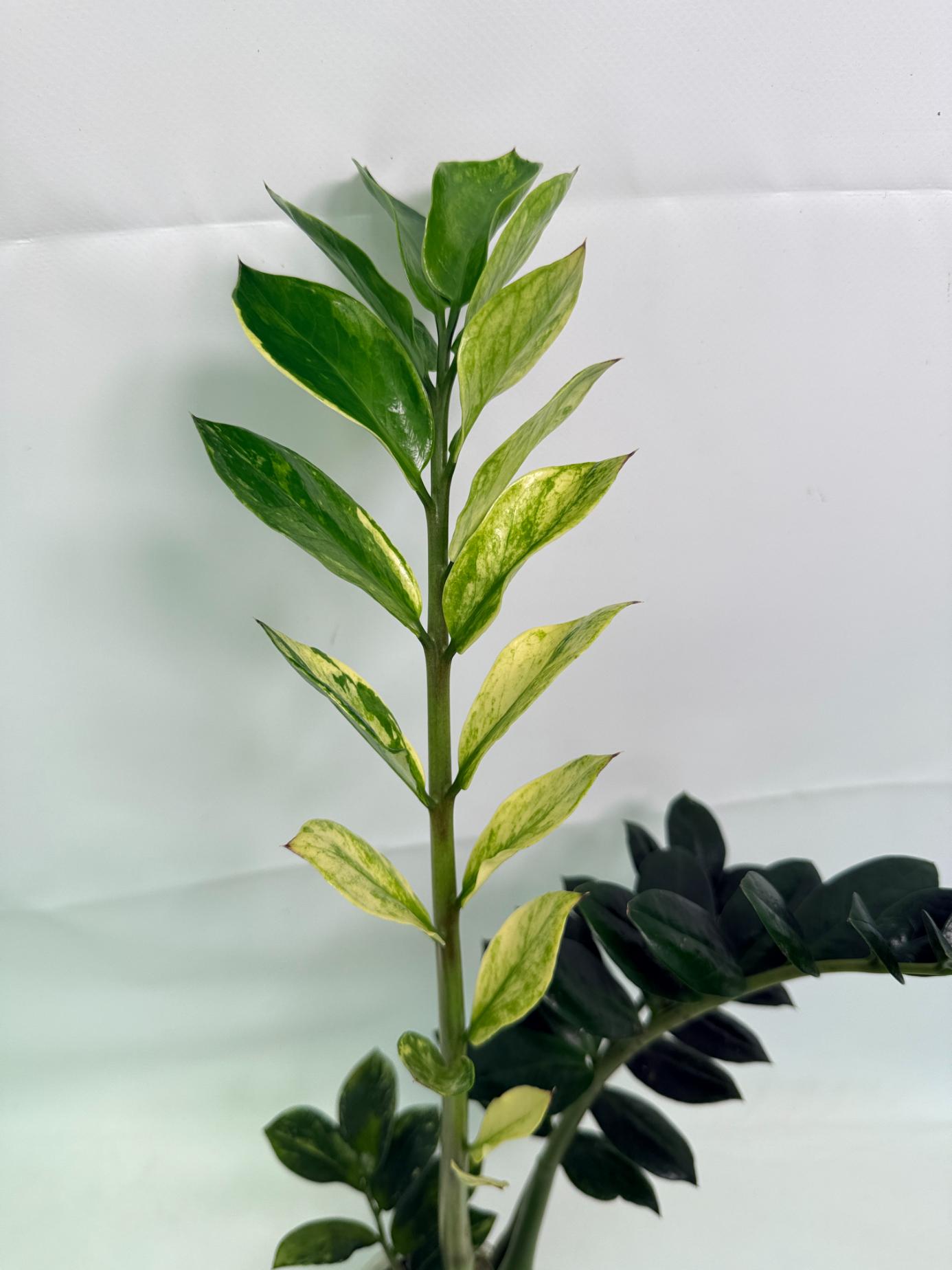 Zamiokulcas_Zamiifolia_Variegata_02