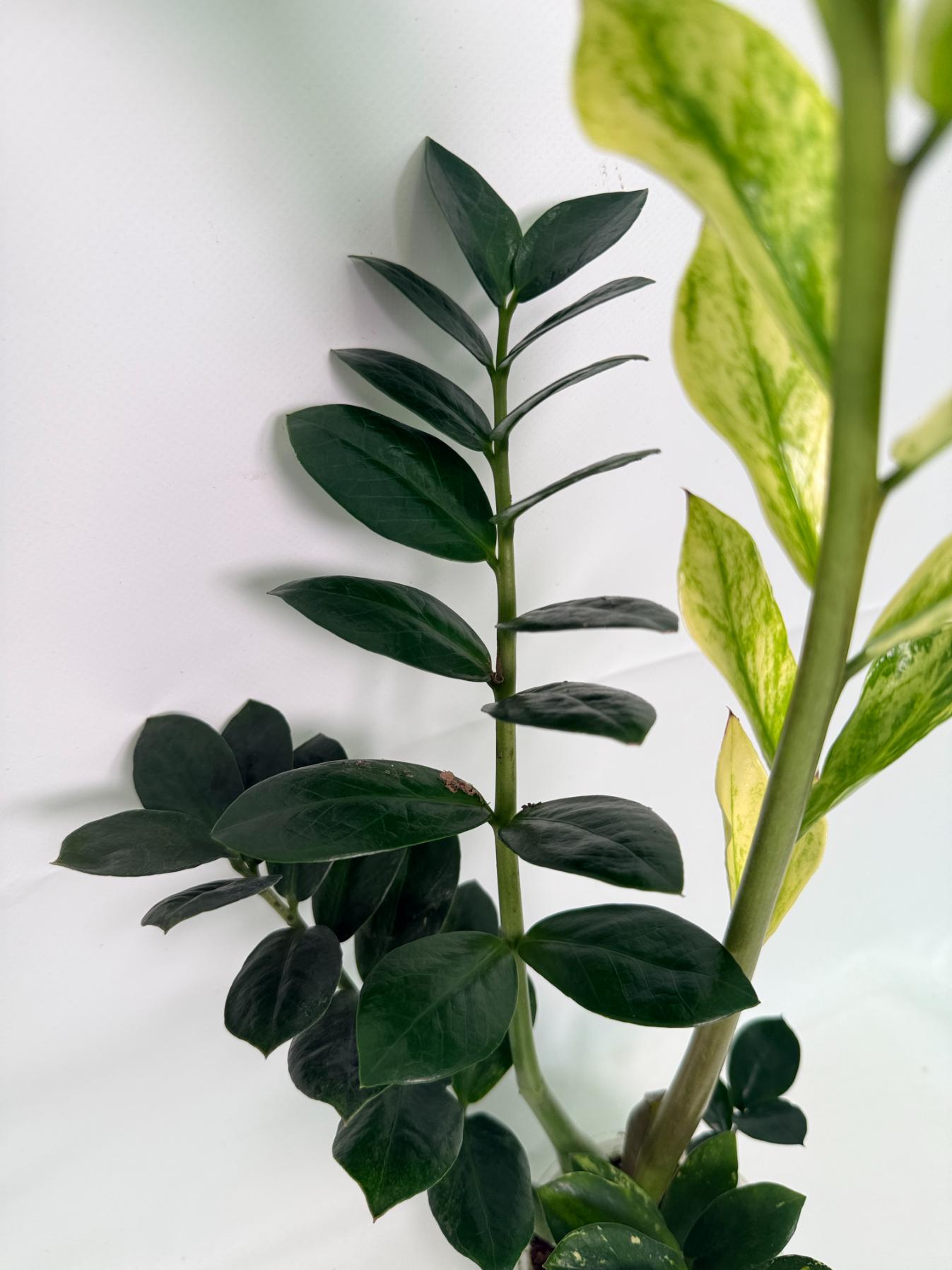 Zamiokulcas_Zamiifolia_Variegata_03