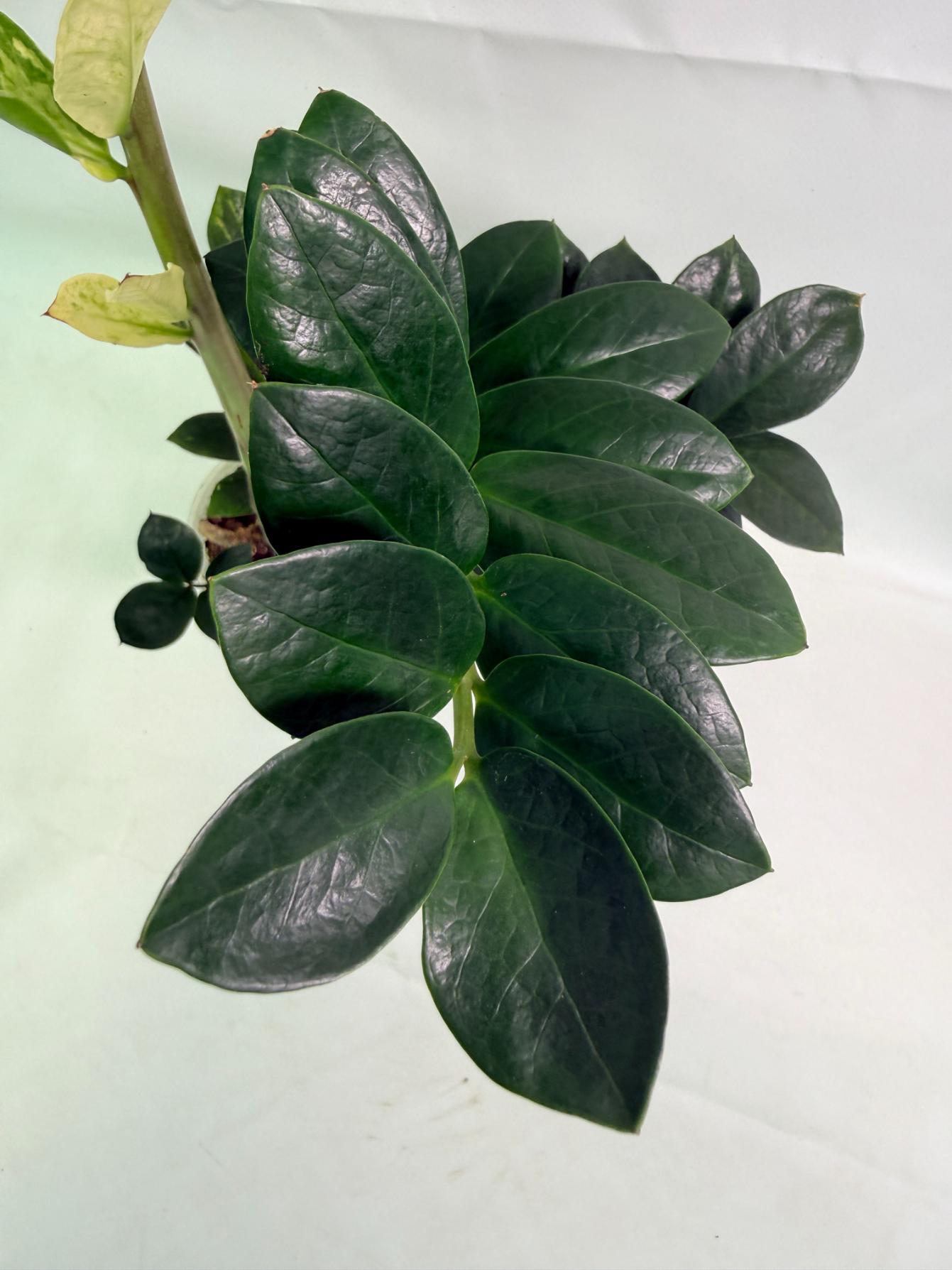Zamiokulcas_Zamiifolia_Variegata_04
