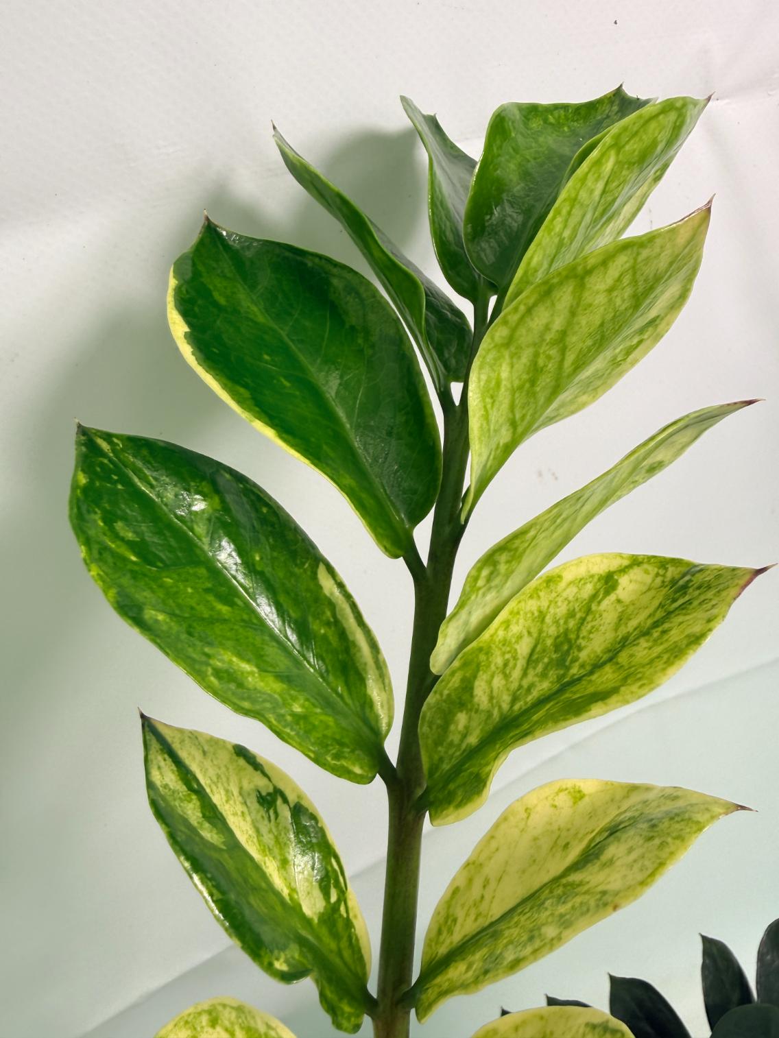 Zamiokulcas_Zamiifolia_Variegata_05