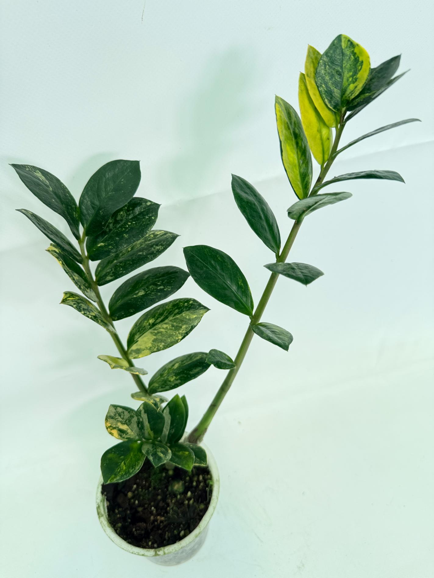 Zamiokulcas_Zamiifolia_Variegata_07