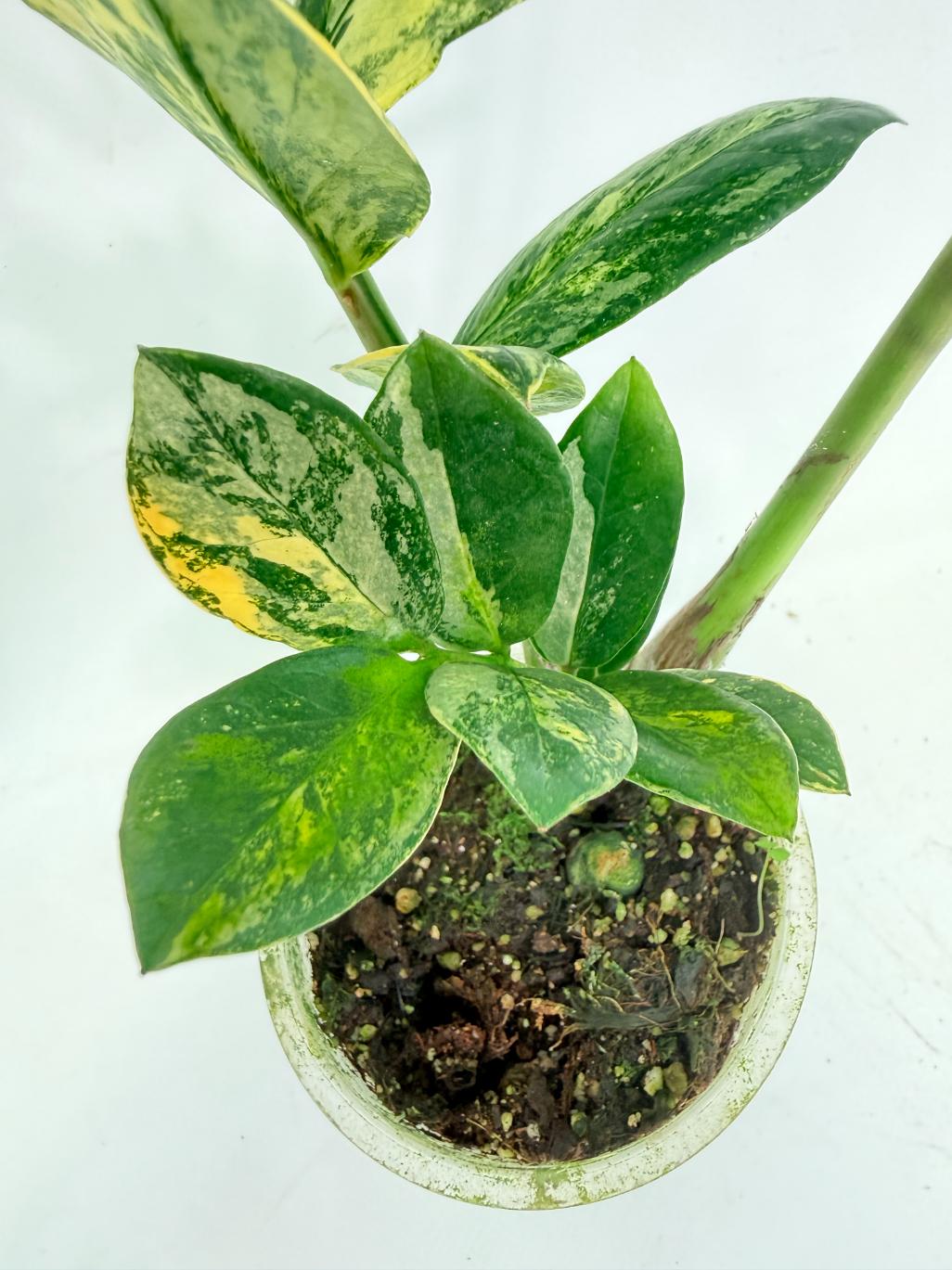 Zamiokulcas_Zamiifolia_Variegata_8