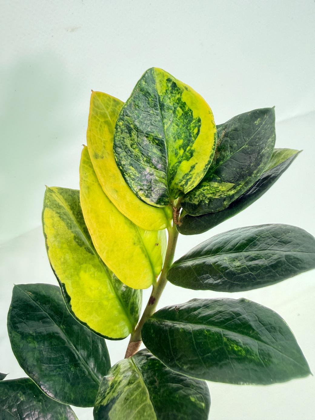 Zamiokulcas_Zamiifolia_Variegata_09