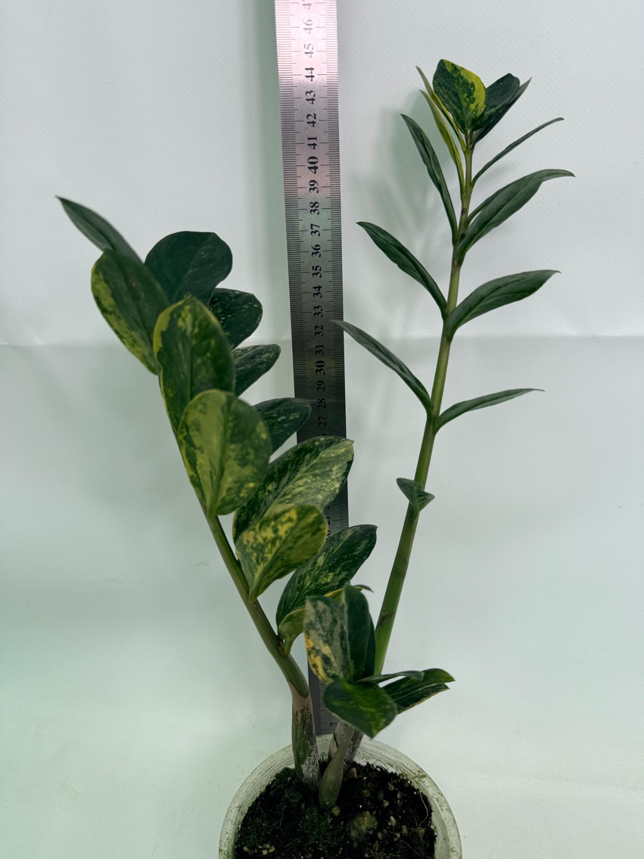 Zamiokulcas_Zamiifolia_Variegata_01