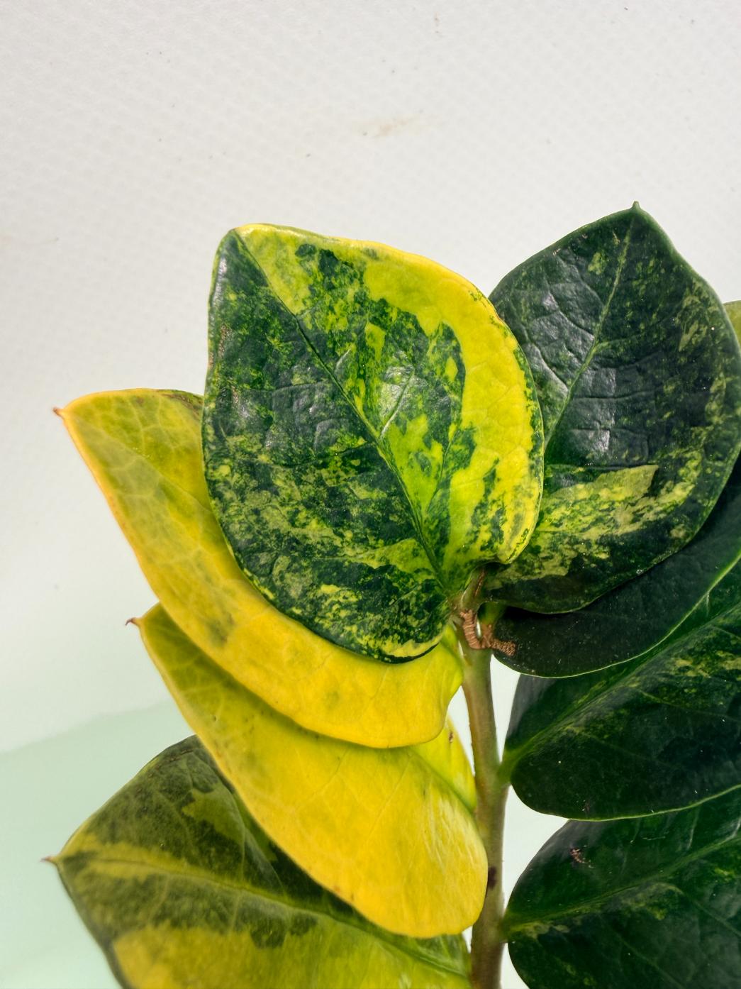 Zamiokulcas_Zamiifolia_Variegata_03