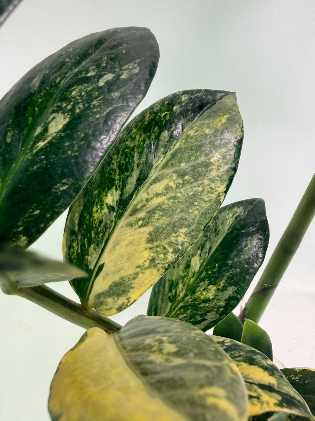 Zamiokulcas_Zamiifolia_Variegata_04