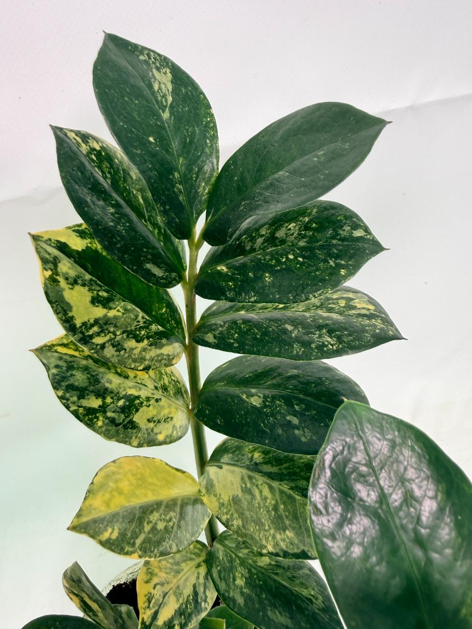 Zamiokulcas_Zamiifolia_Variegata_05