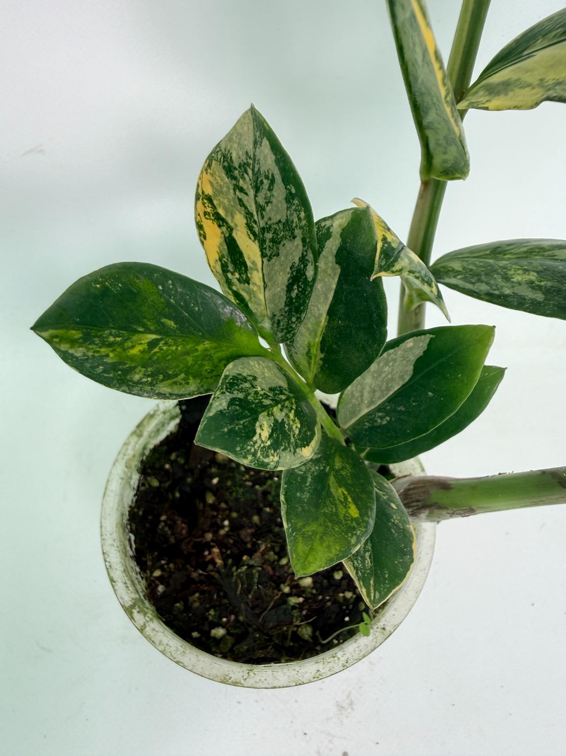 Zamiokulcas_Zamiifolia_Variegata_06