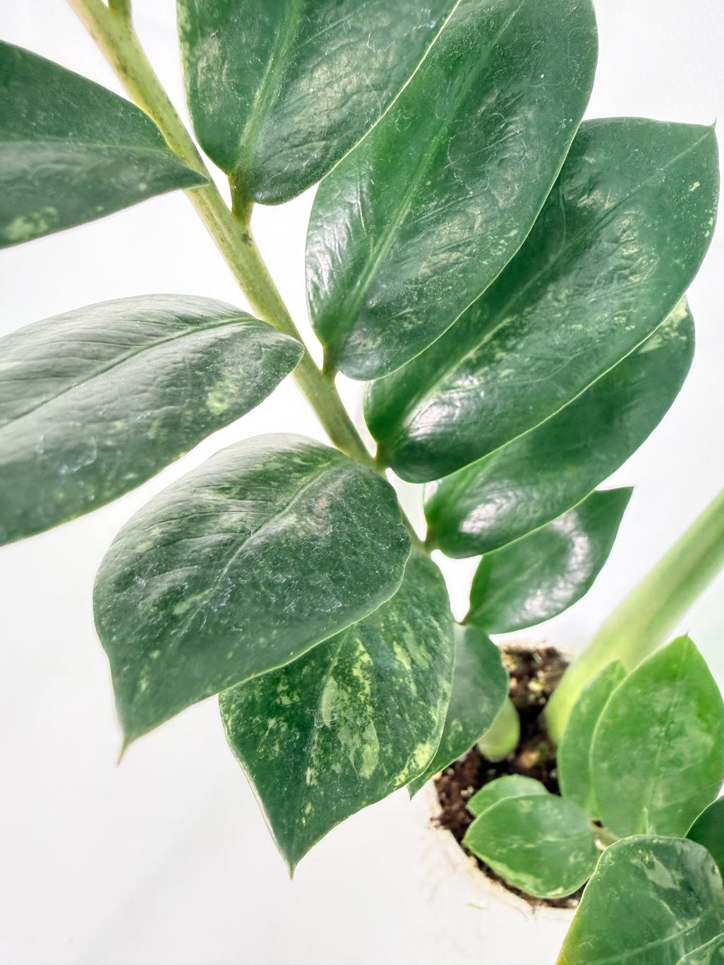 Zamiokulcas Zamiifolia Variegata 5