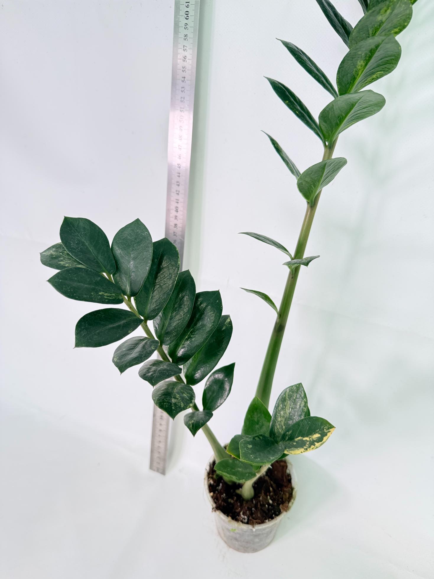 Zamiokulcas Zamiifolia Variegata 10