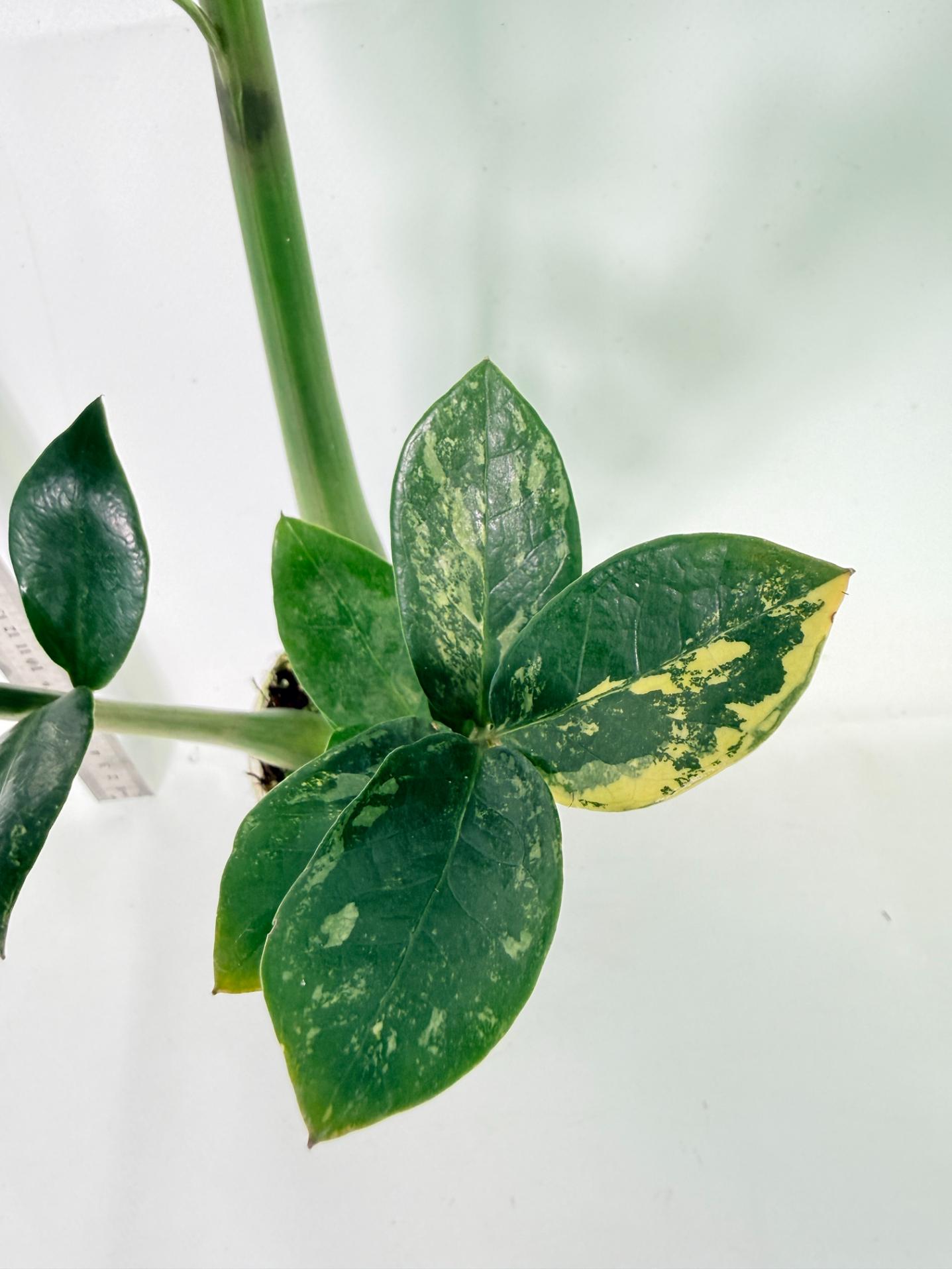 Zamiokulcas Zamiifolia Variegata 4