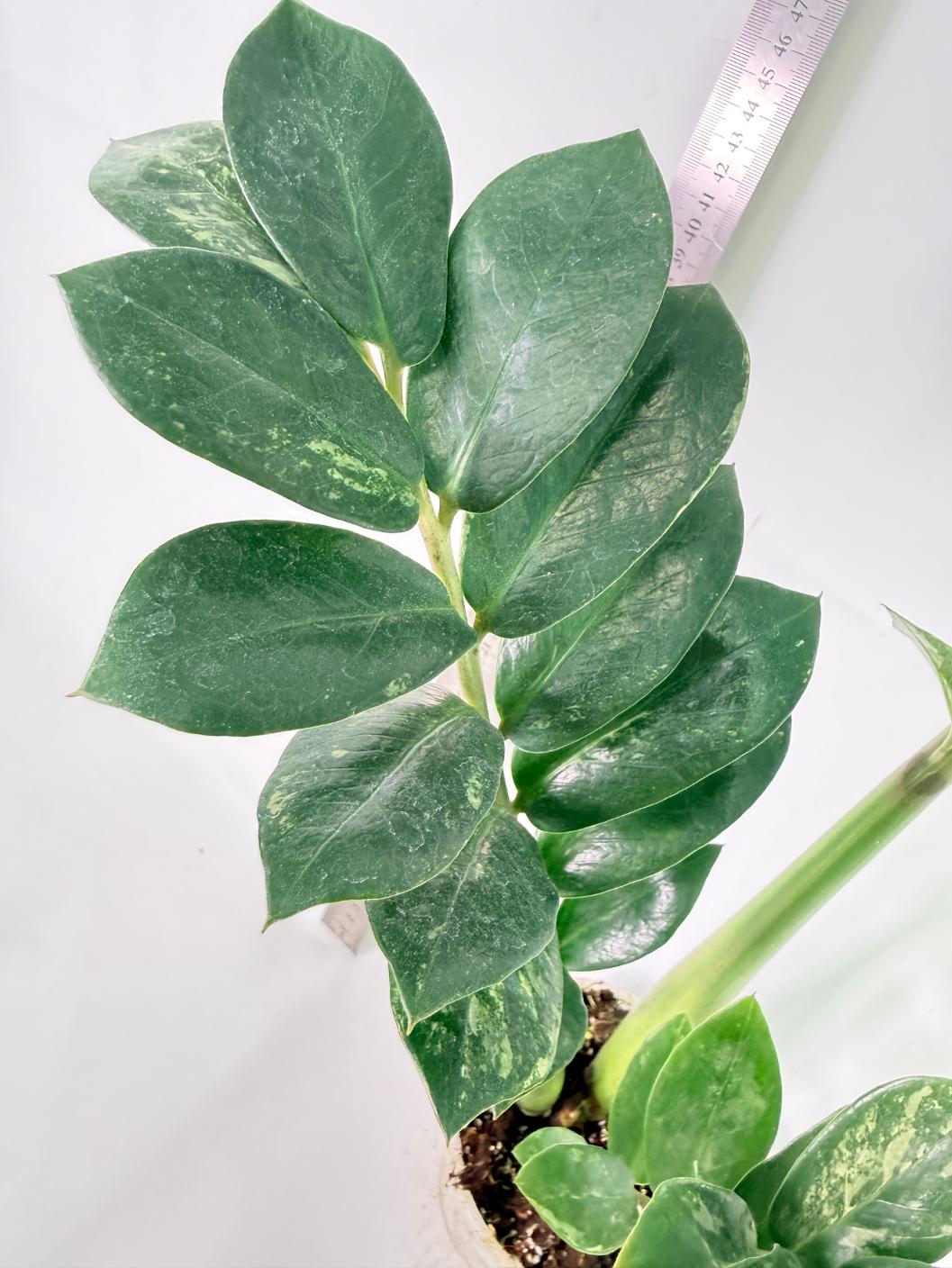 Zamiokulcas Zamiifolia Variegata 11