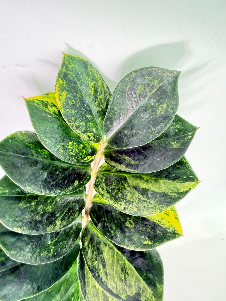 Zamiokulcas Zamiifolia Variegata 1