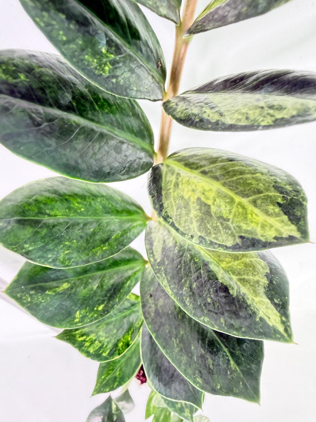 Zamiokulcas Zamiifolia Variegata 3