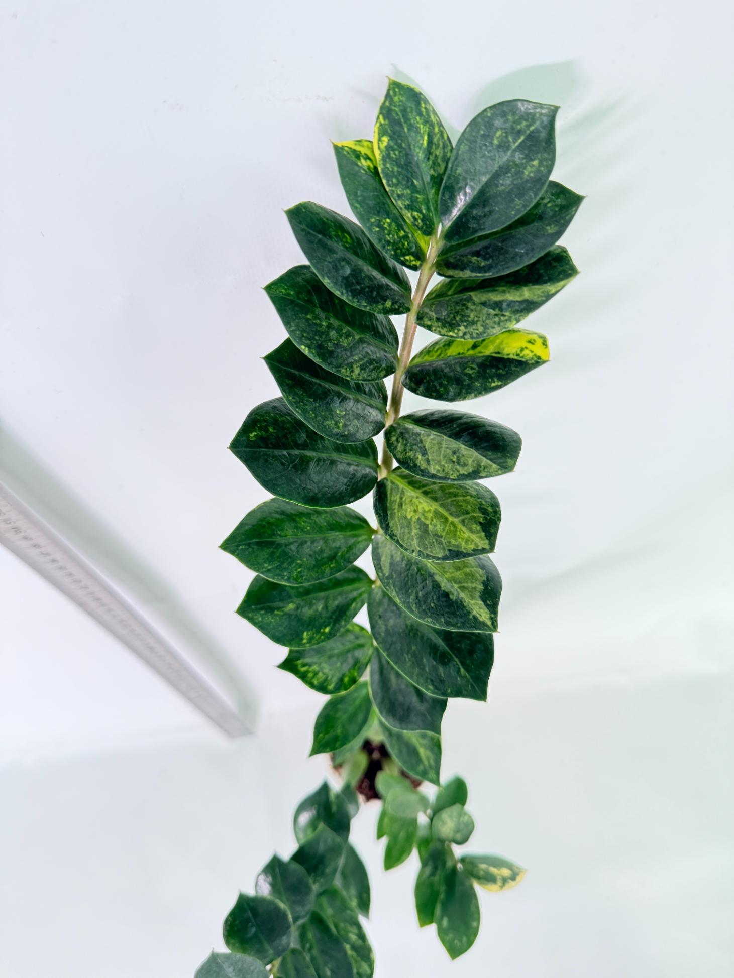 Zamiokulcas Zamiifolia Variegata 6
