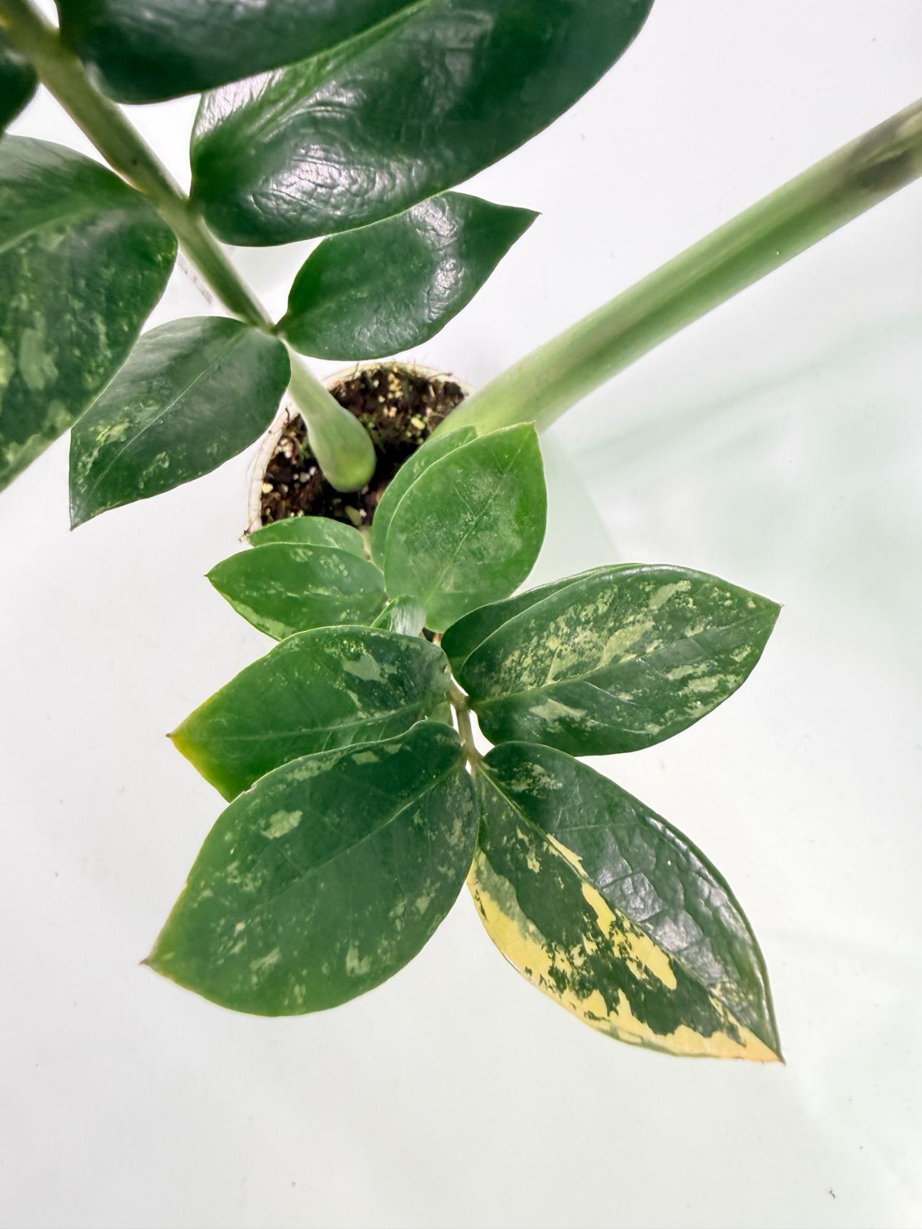 Zamiokulcas Zamiifolia Variegata 7