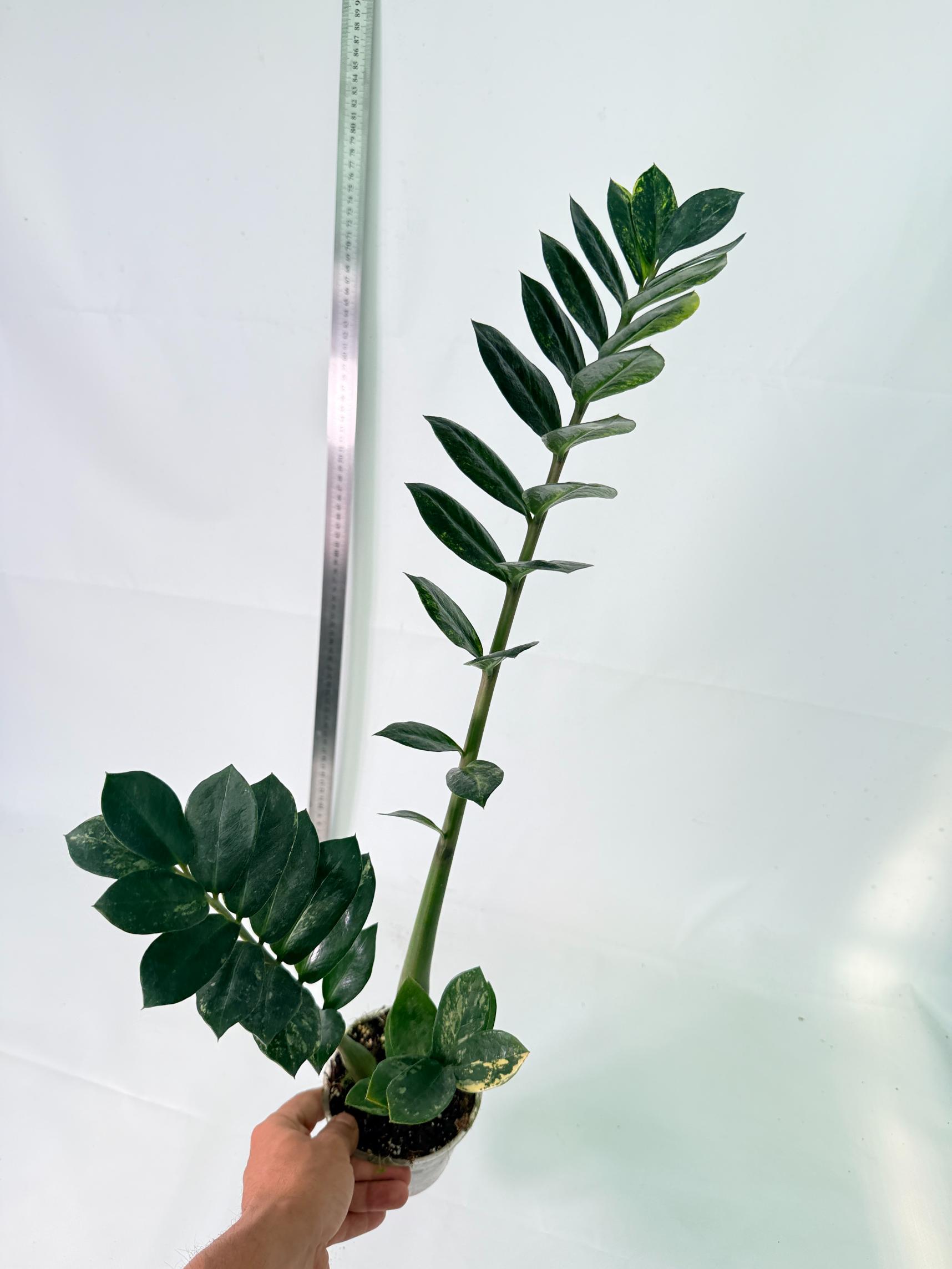 Zamiokulcas Zamiifolia Variegata 8