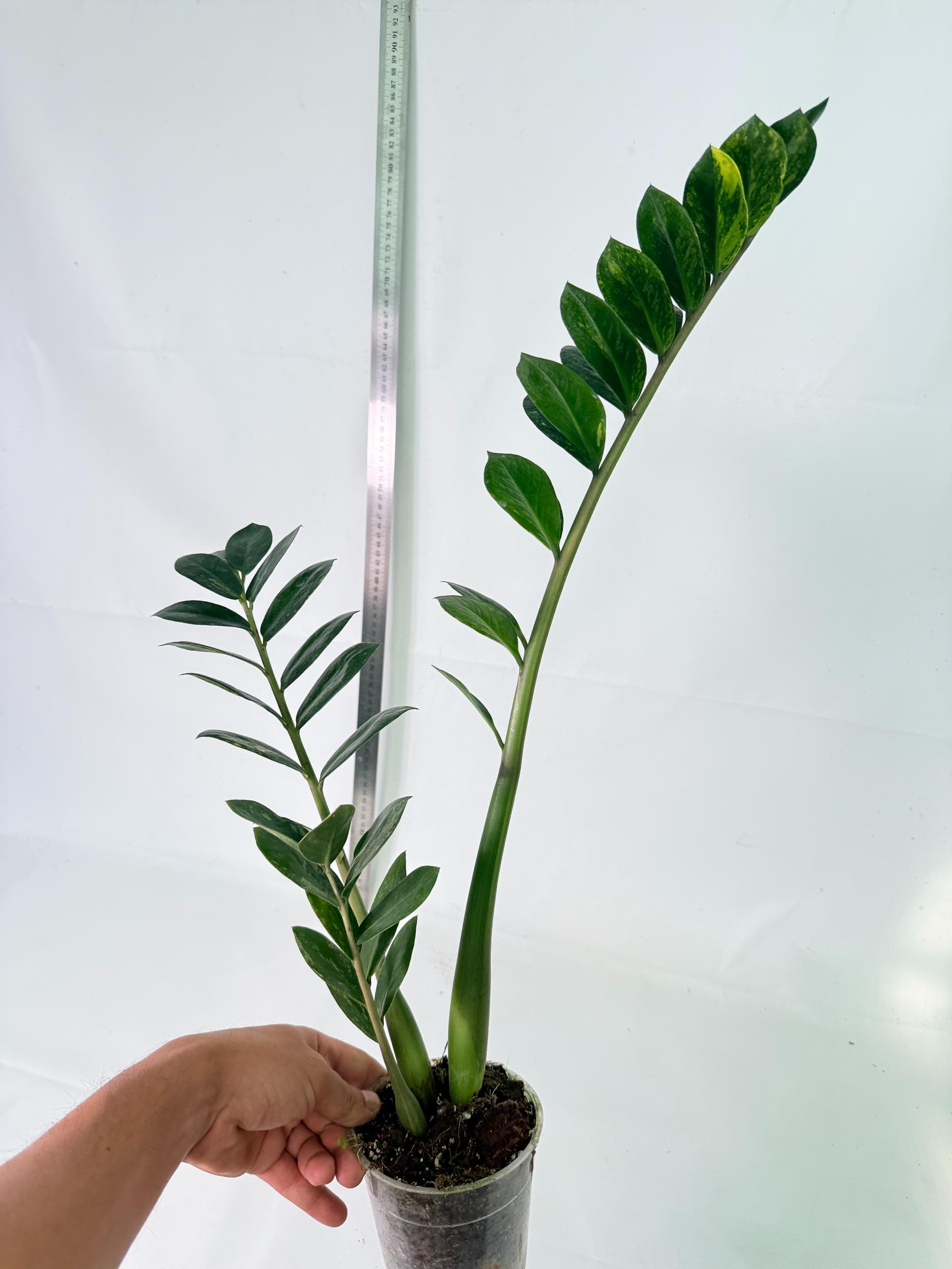 Zamiokulcas Zamiifolia Variegata 9