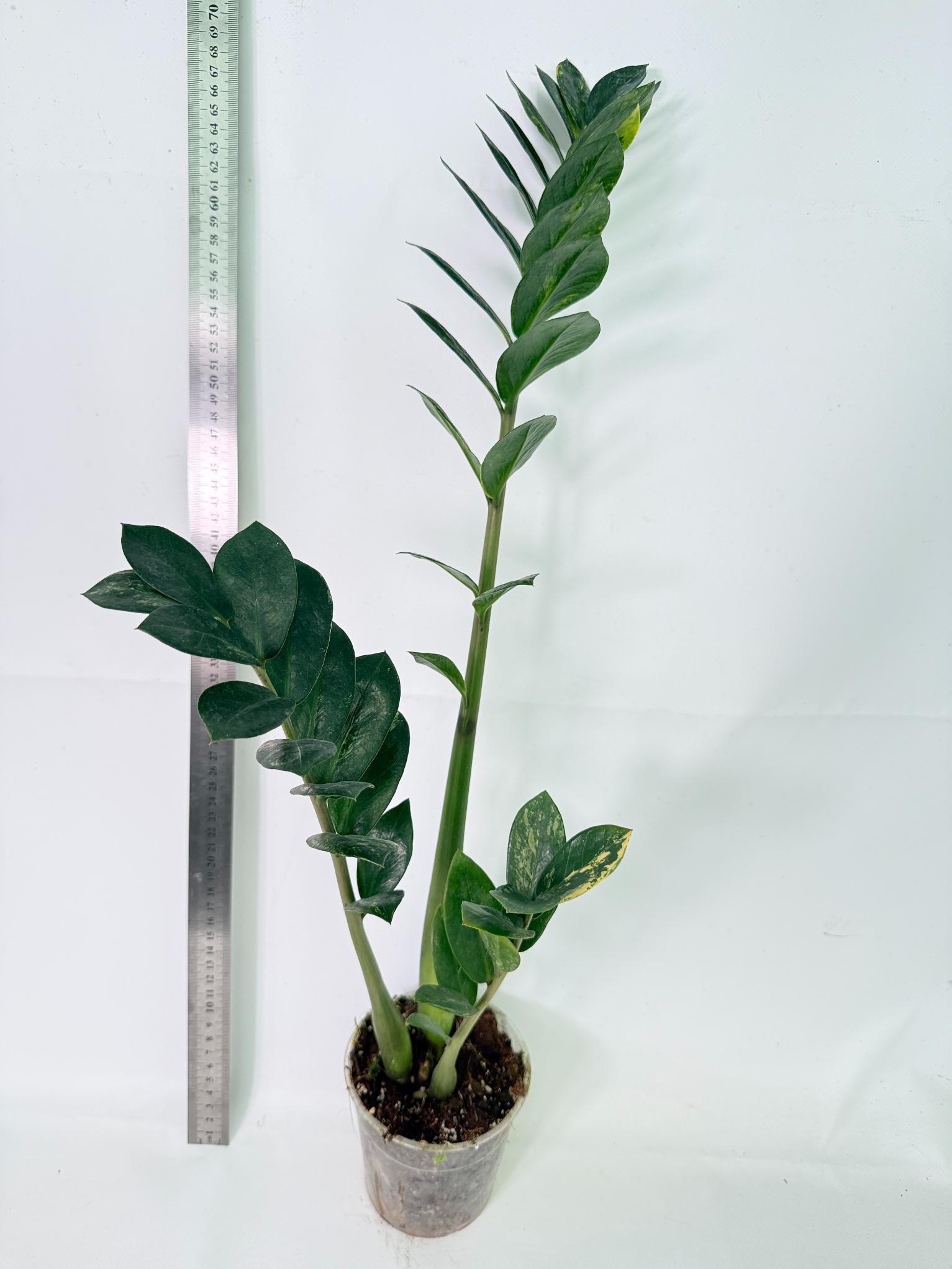 Zamiokulcas Zamiifolia Variegata 2