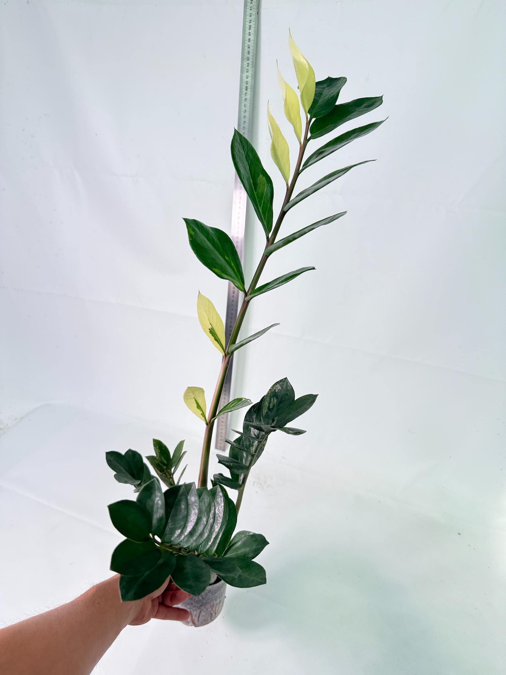 Zamiokulcas Zamiifolia Variegata 2