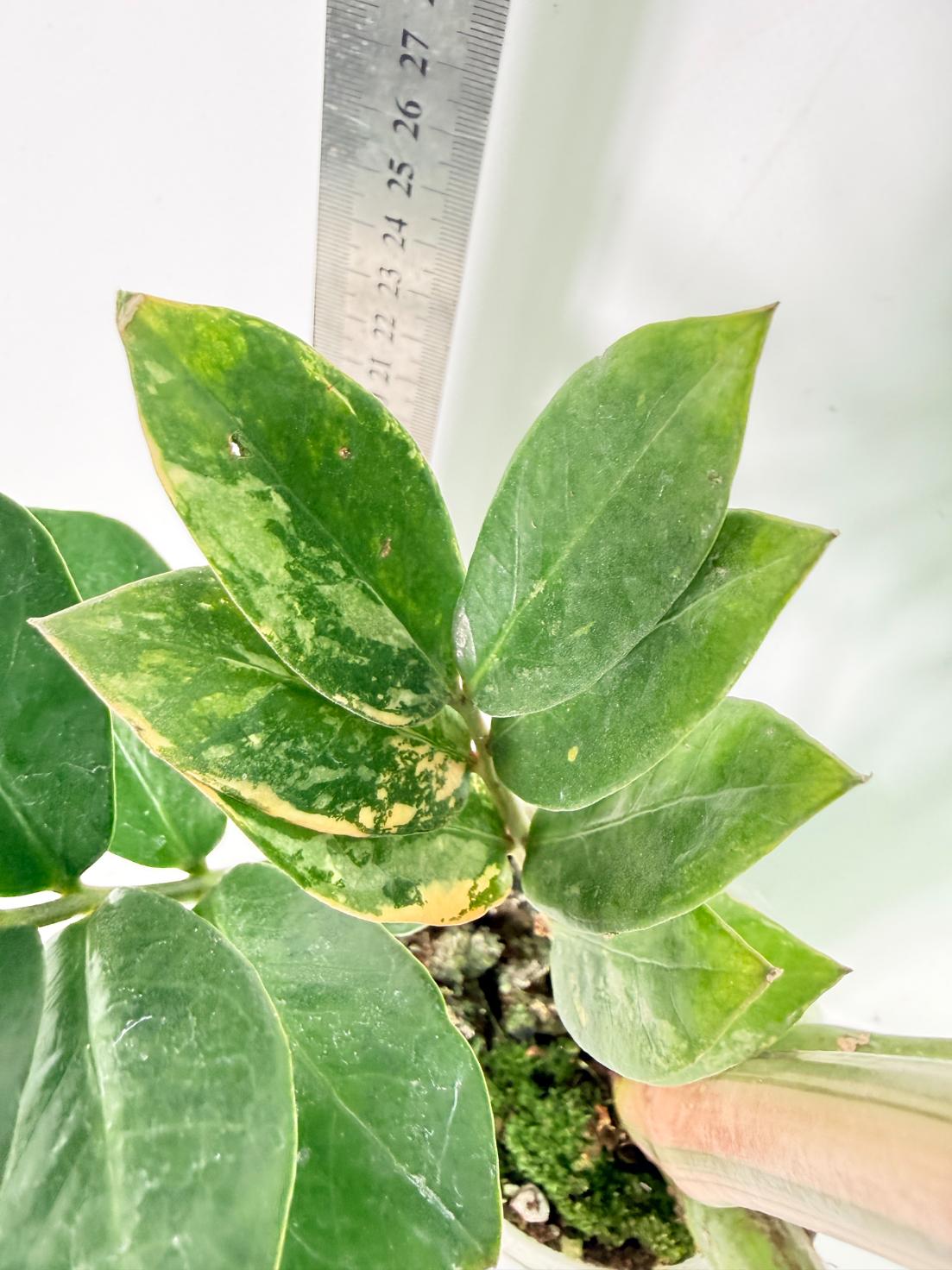 Zamiokulcas Zamiifolia Variegata 5