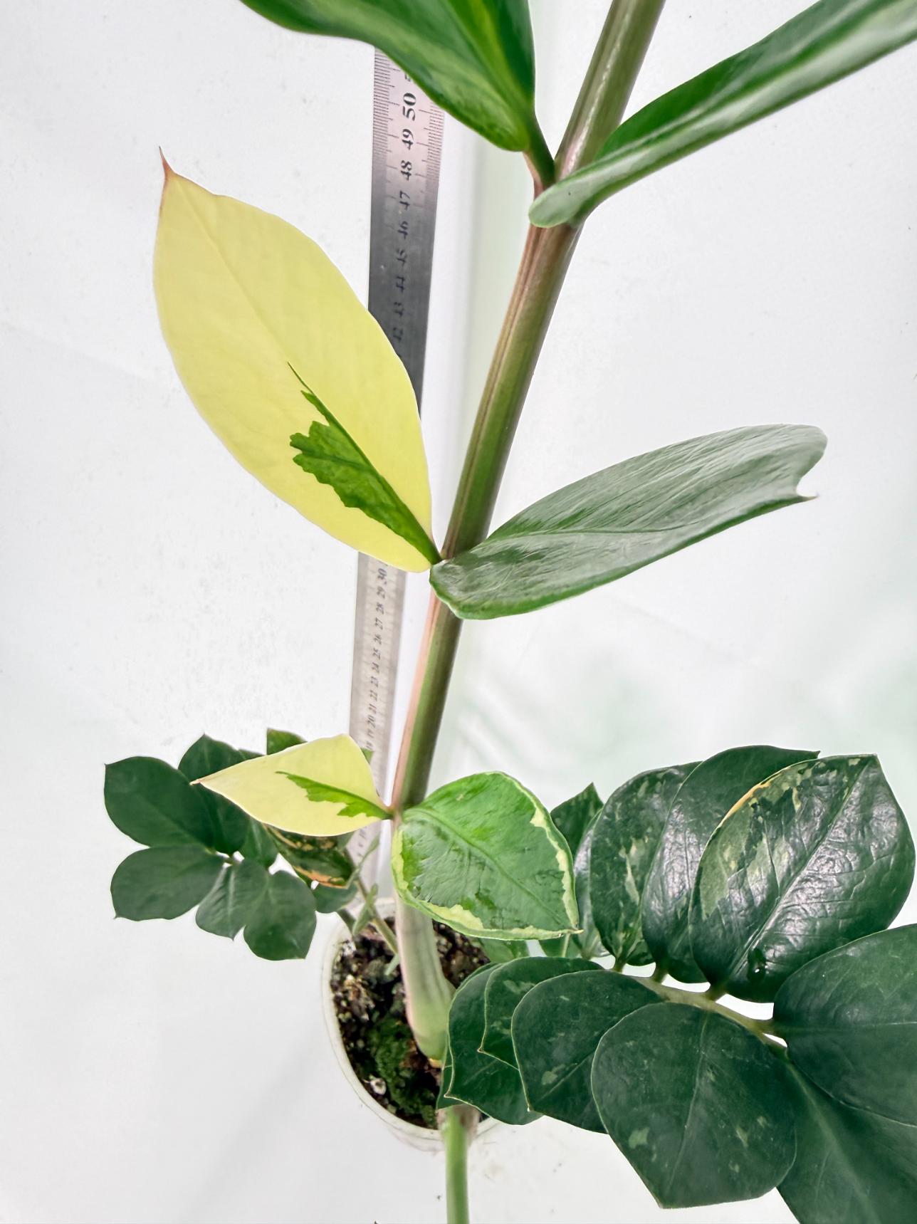 Zamiokulcas Zamiifolia Variegata 7