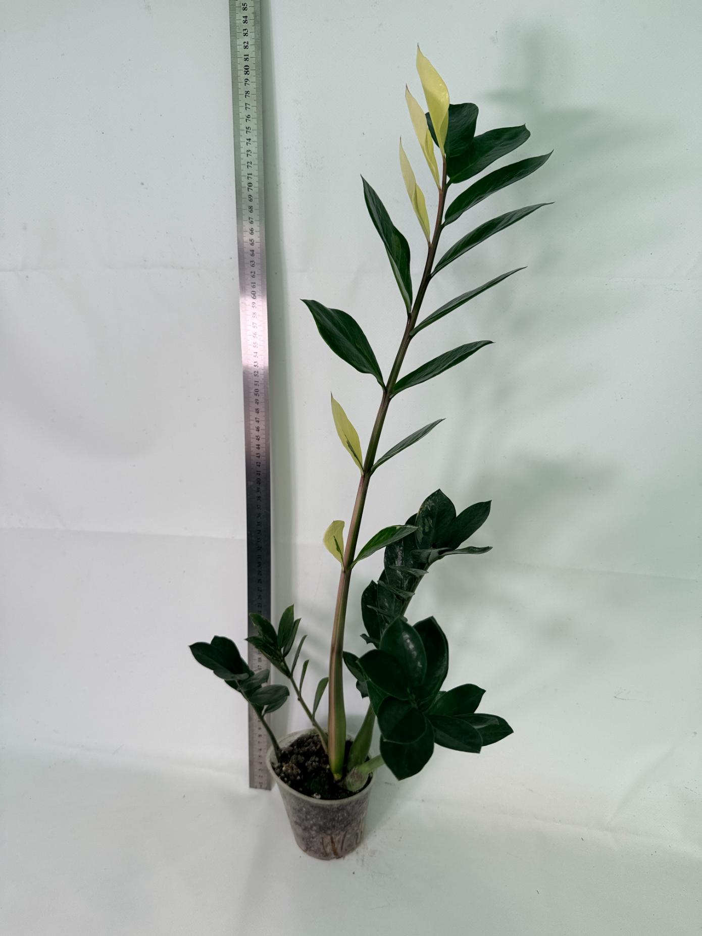 Zamiokulcas Zamiifolia Variegata 8
