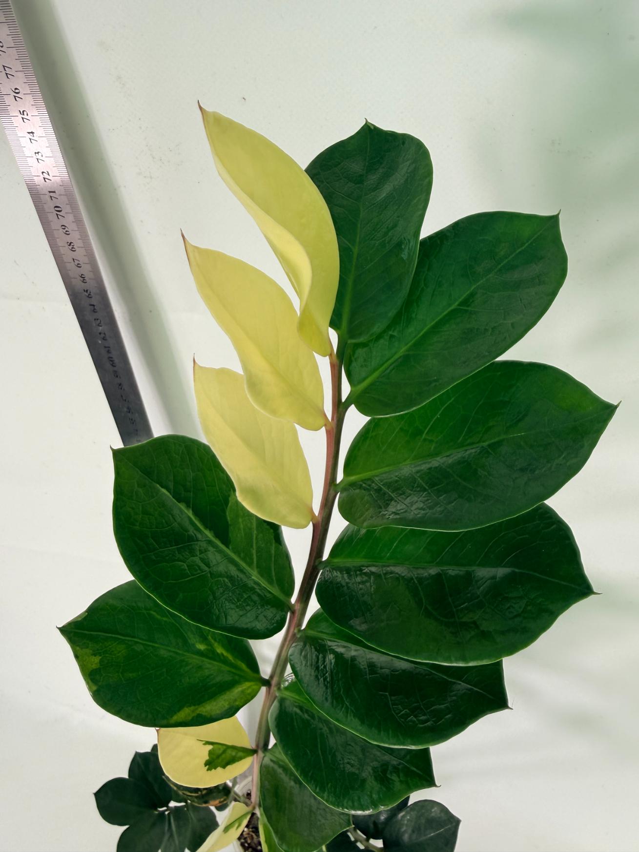 Zamiokulcas Zamiifolia Variegata 6