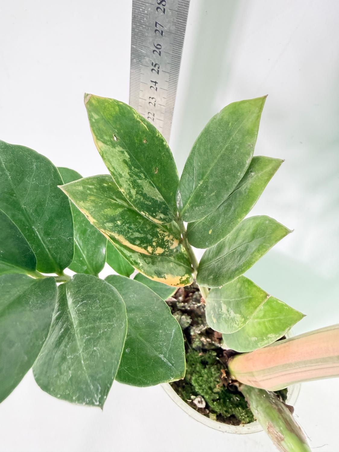 Zamiokulcas Zamiifolia Variegata 4