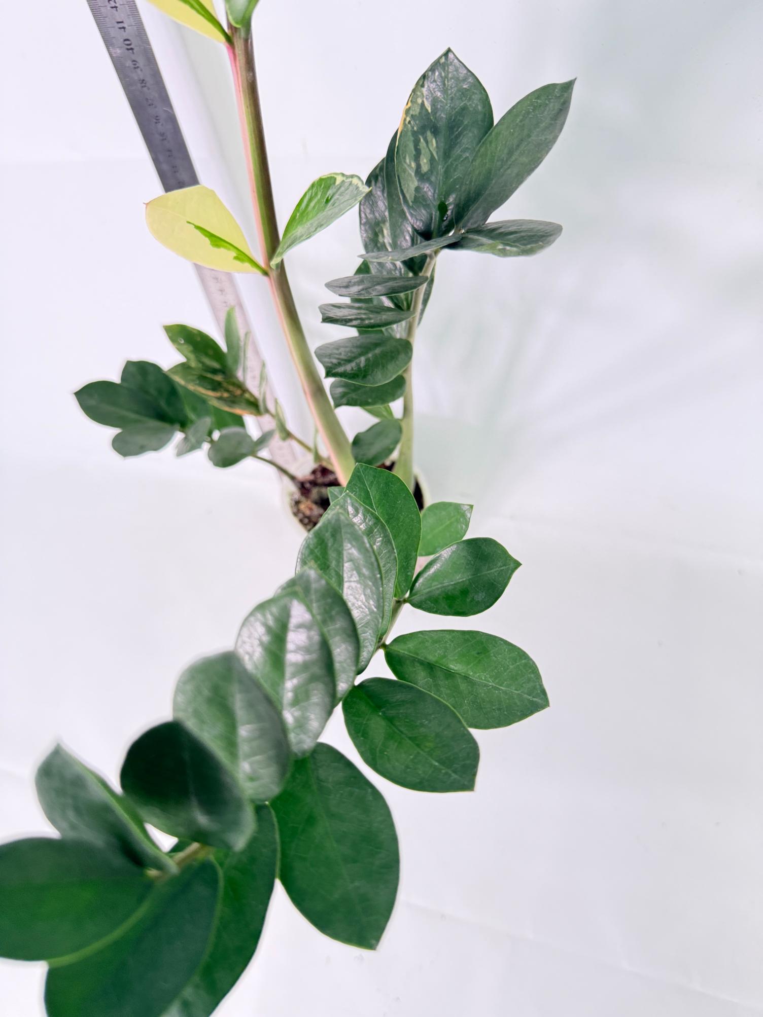 Zamiokulcas Zamiifolia Variegata 9