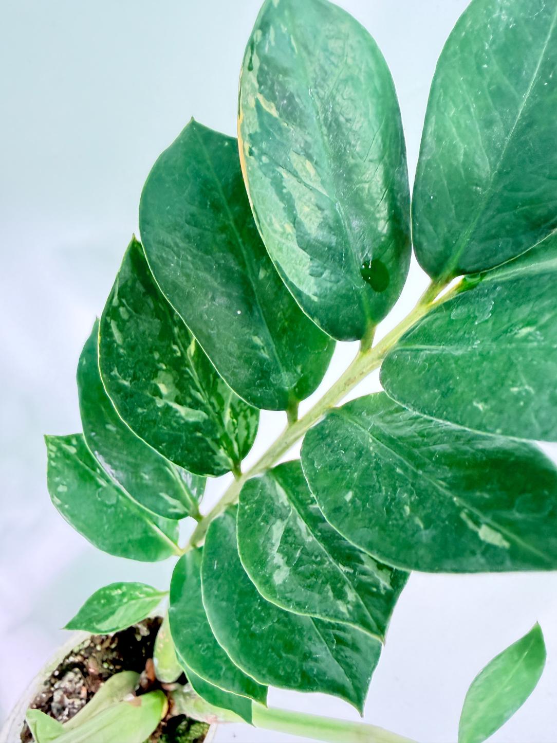Zamiokulcas Zamiifolia Variegata 10