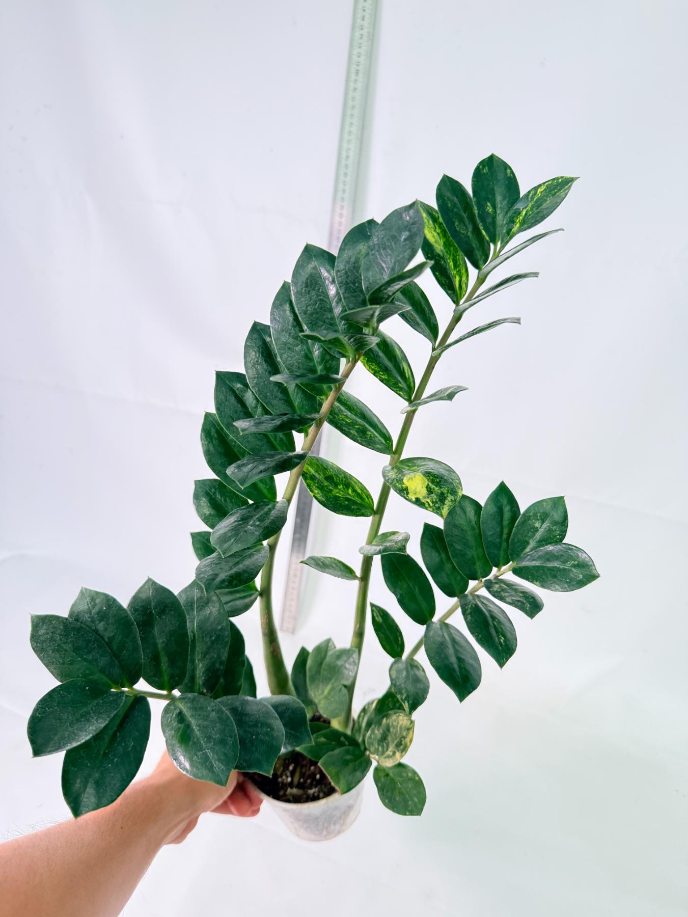 Zamiokulcas Zamiifolia Variegata 10