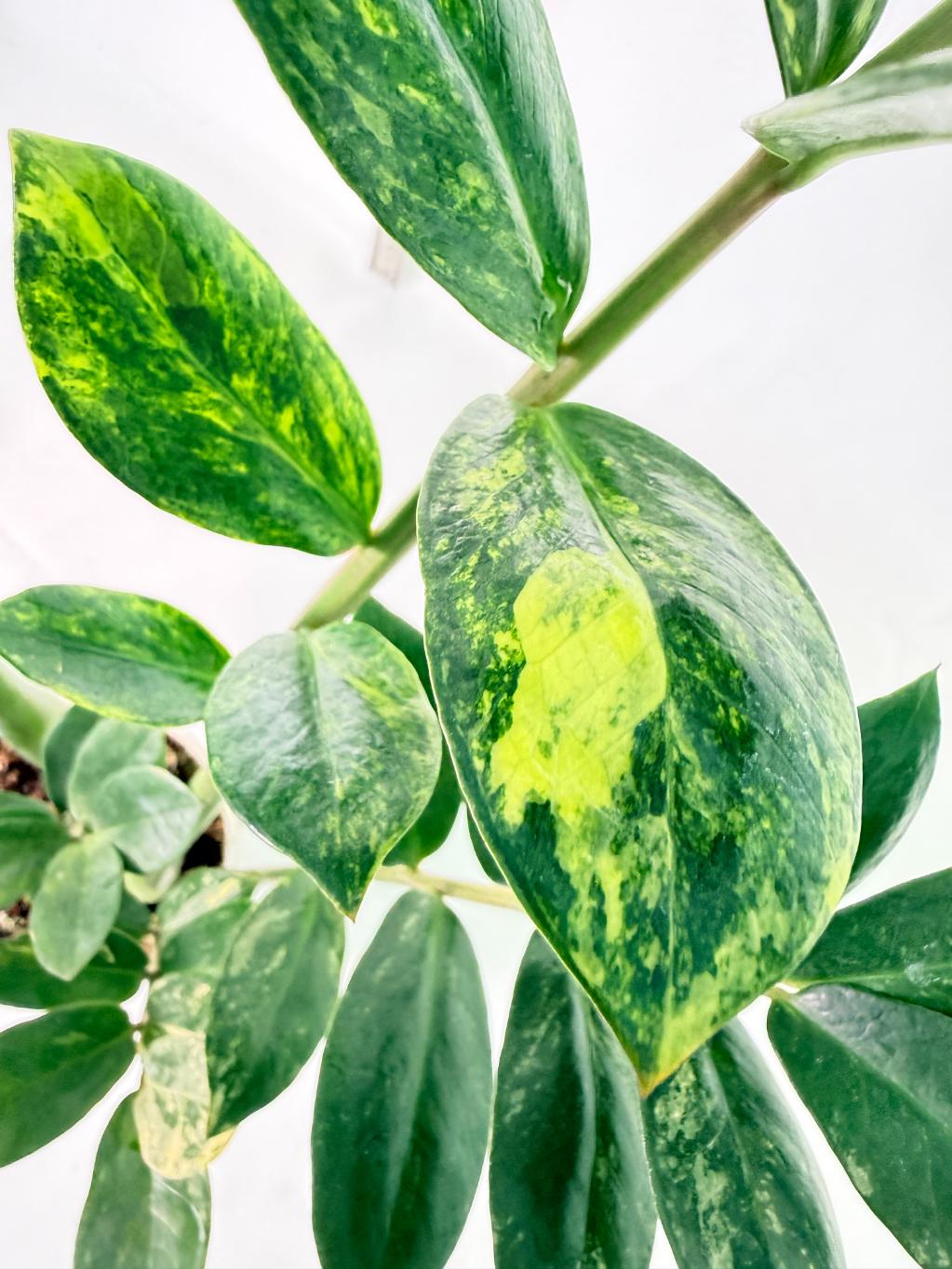 Zamiokulcas Zamiifolia Variegata 9