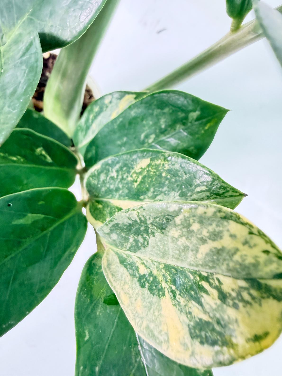 Zamiokulcas Zamiifolia Variegata 5