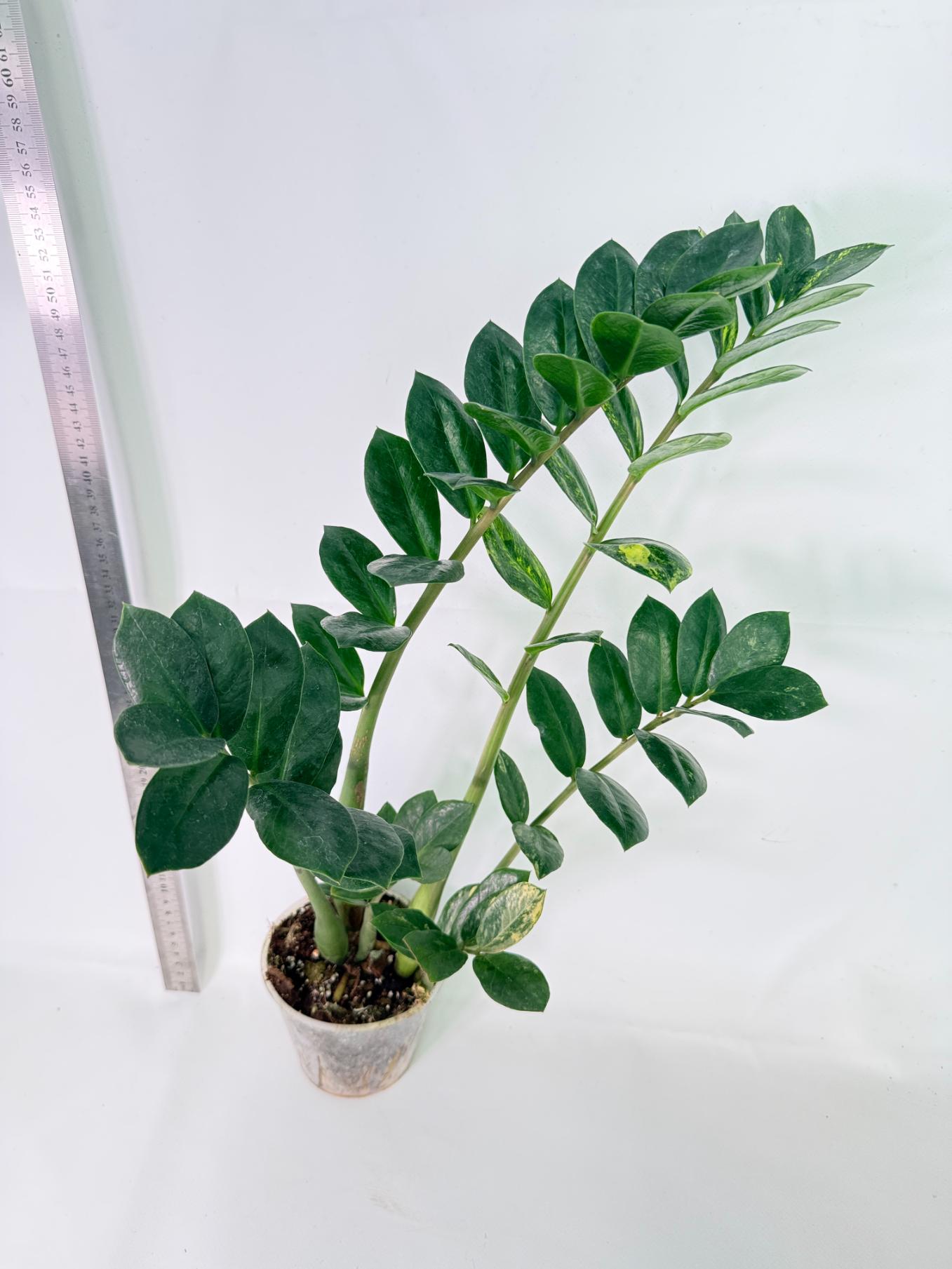 Zamiokulcas Zamiifolia Variegata 6