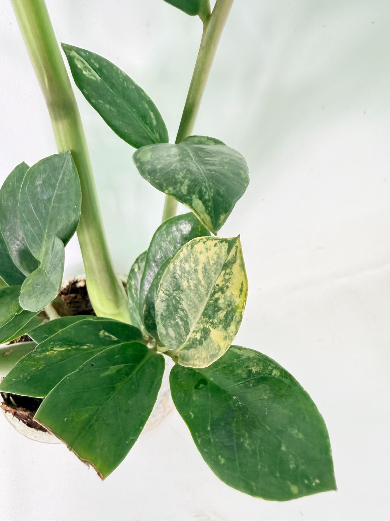 Zamiokulcas Zamiifolia Variegata 8