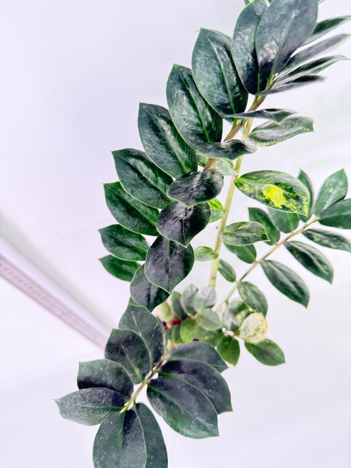Zamiokulcas Zamiifolia Variegata 4
