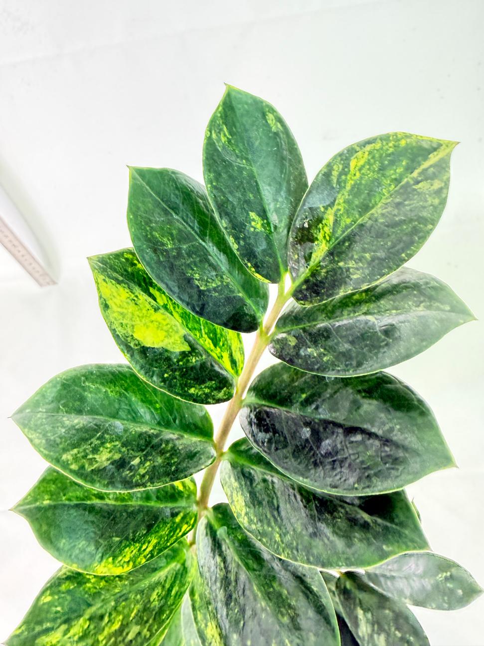 Zamiokulcas Zamiifolia Variegata 1