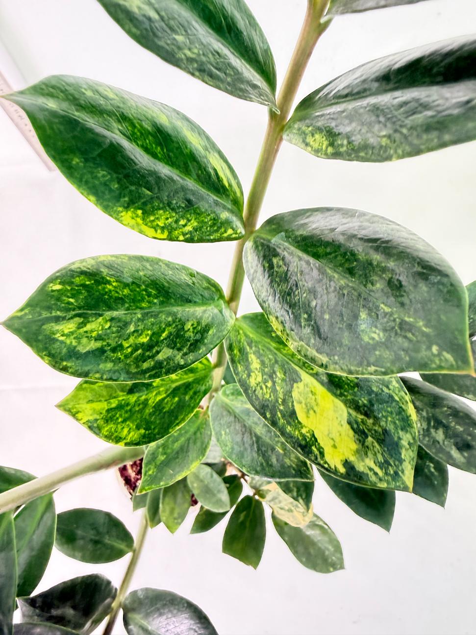 Zamiokulcas Zamiifolia Variegata 2
