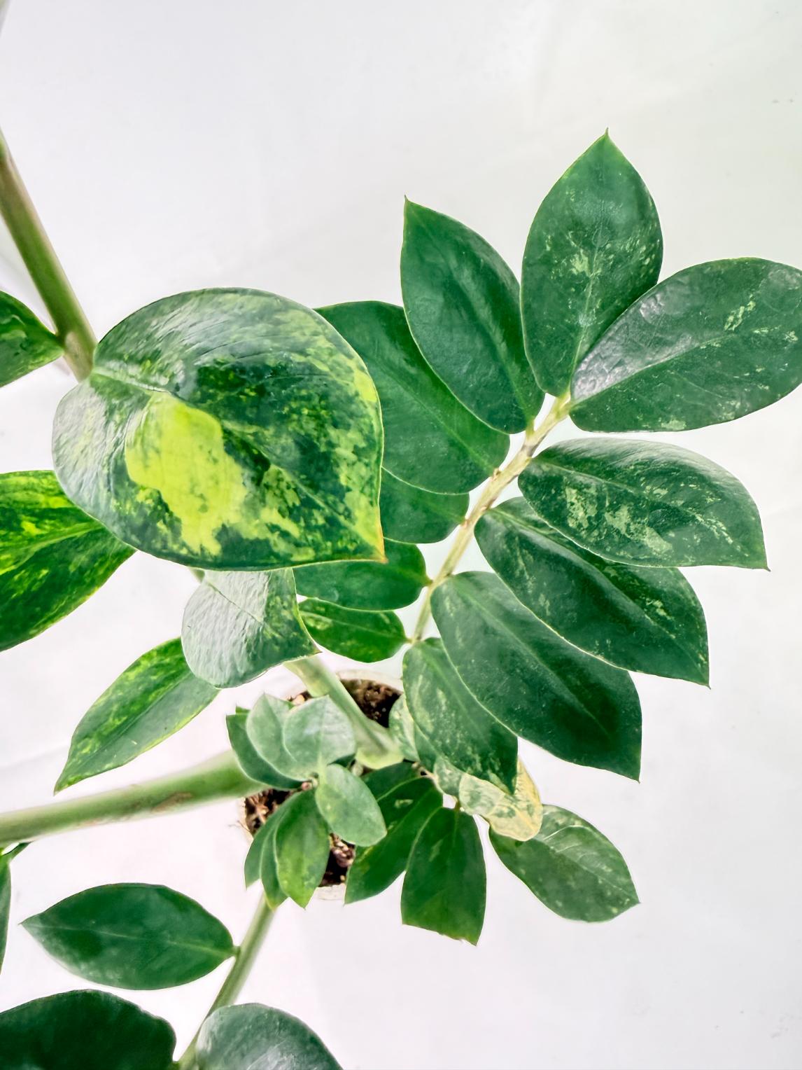 Zamiokulcas Zamiifolia Variegata 7