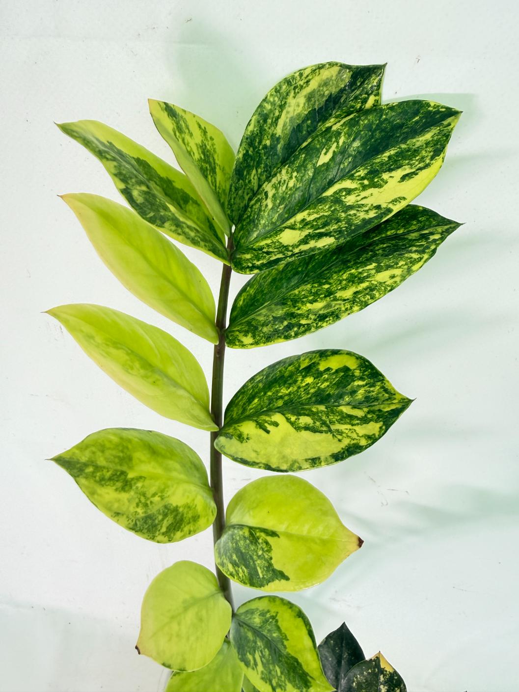 Zamiokulcas Zamiifolia Variegata 09