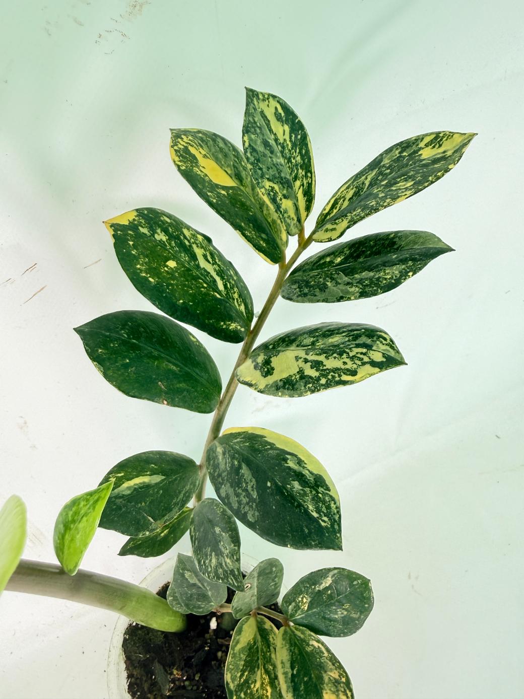 Zamiokulcas Zamiifolia Variegata 10