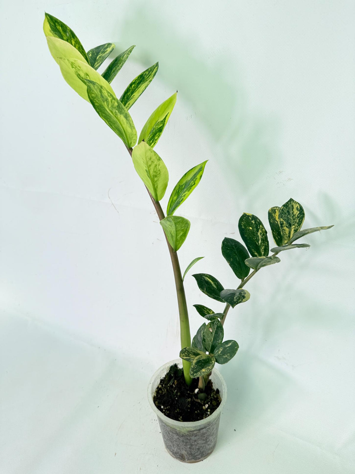 Zamiokulcas Zamiifolia Variegata 11