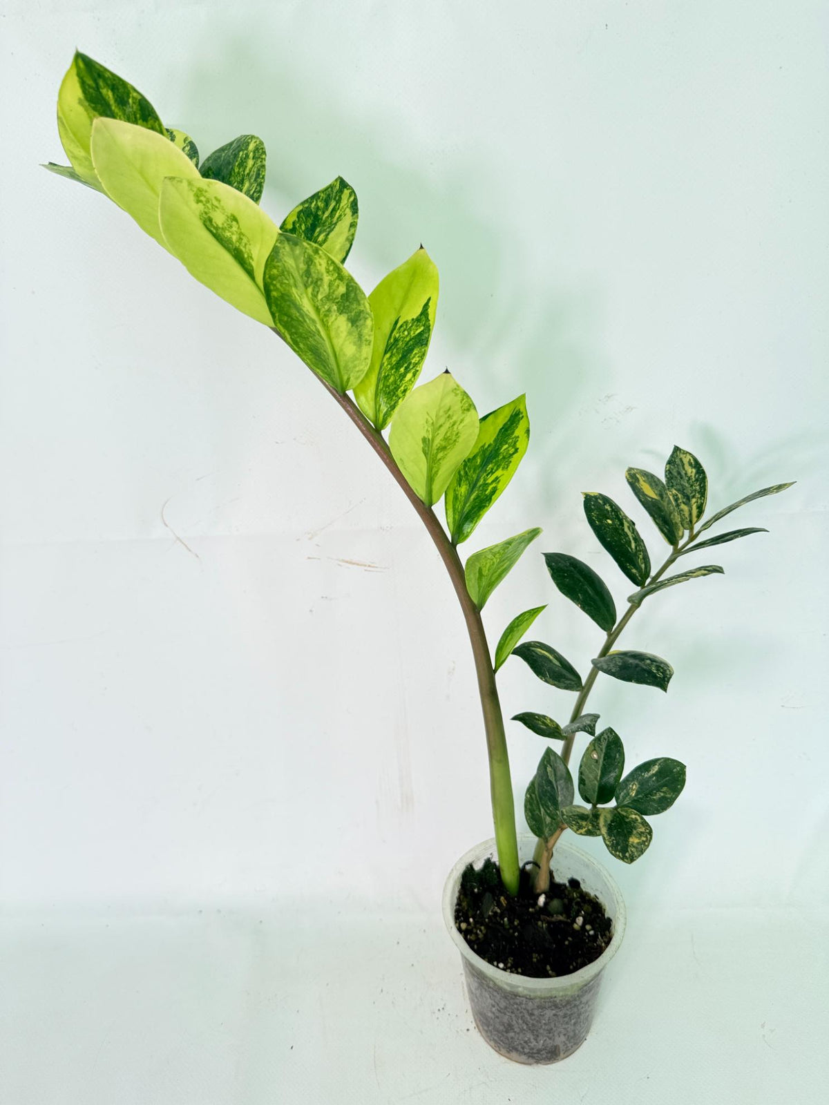 Zamiokulcas Zamiifolia Variegata 02