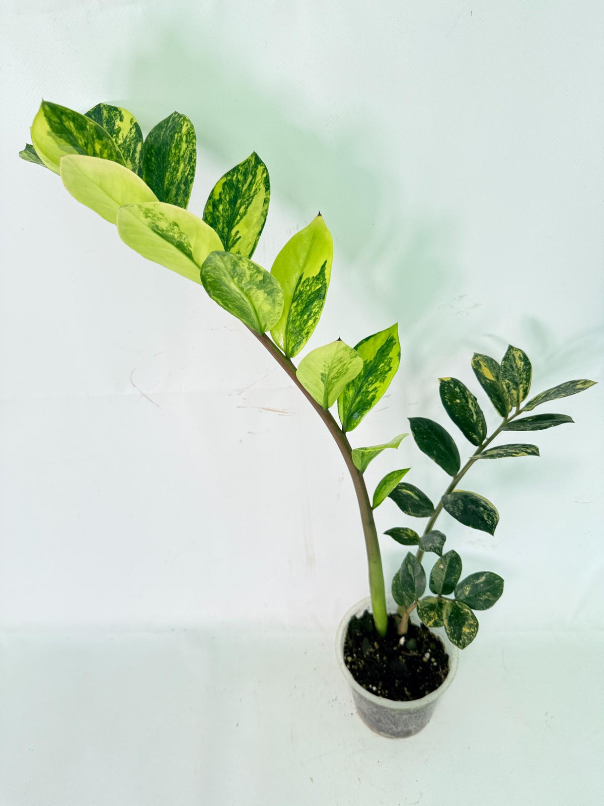 Zamiokulcas Zamiifolia Variegata 12