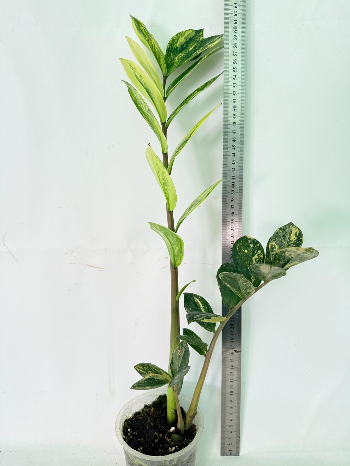 Zamiokulcas Zamiifolia Variegata 13