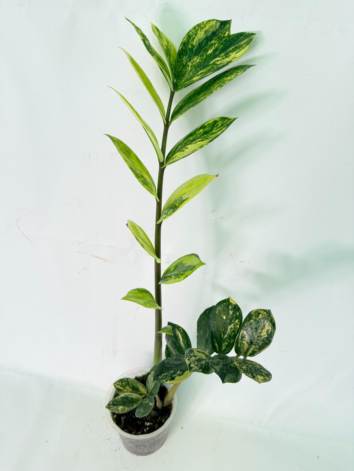 Zamiokulcas Zamiifolia Variegata 03