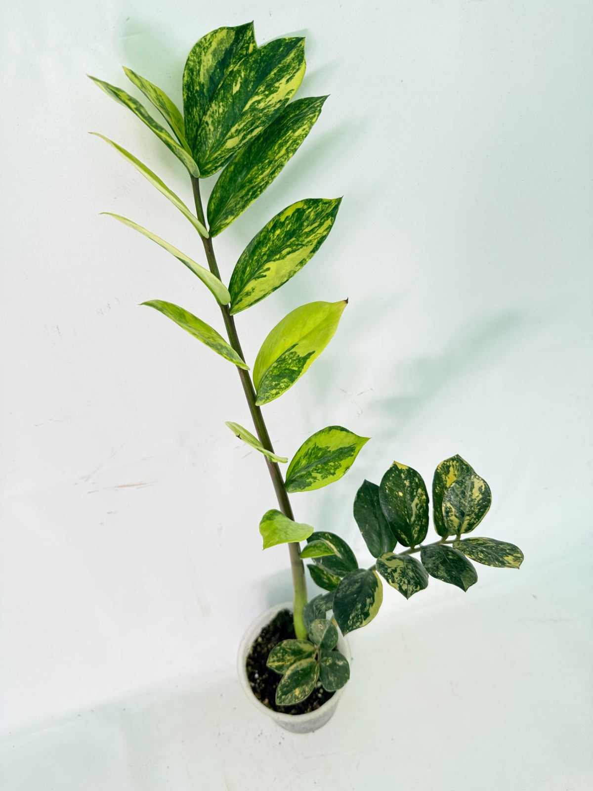 Zamiokulcas Zamiifolia Variegata 01